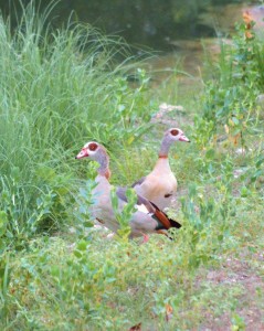 Egyptian Geese  